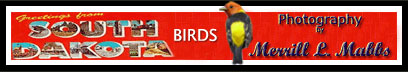South Dakota birds photos link banner