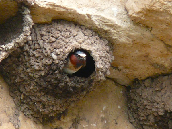 Cliff Swallow